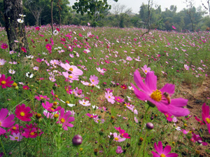 高雄幸福賞花趣 —『熱帶植物園』大波斯菊花海巡禮